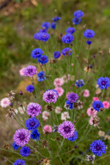 Colorful cornflowers bloom in a California field