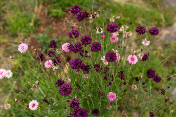 Colorful cornflowers bloom in a California field