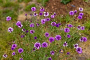 Colorful cornflowers bloom in a California field