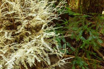 Albino redwood shoots rise from a fallen tree in a California grove