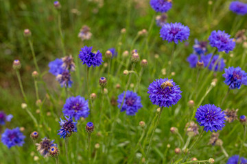 Colorful cornflowers bloom in a California field