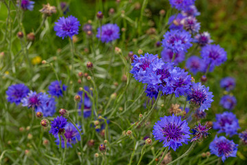 Colorful cornflowers bloom in a California field