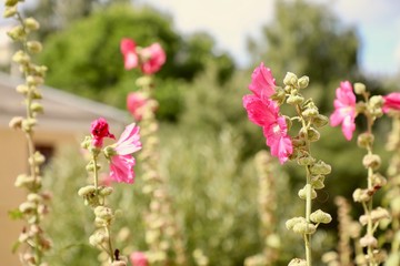 pink flowers in the garden