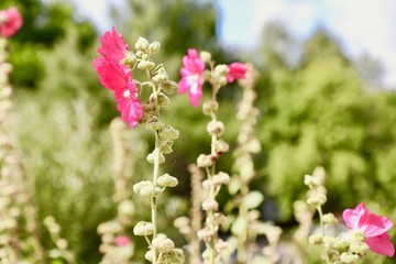 flowers in the garden