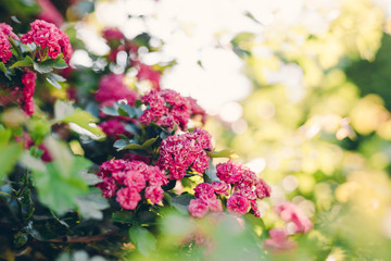 Delicate flowers of pink roses on a blurred background. Delicate petals on a branch with green leaves. Summer sunny day