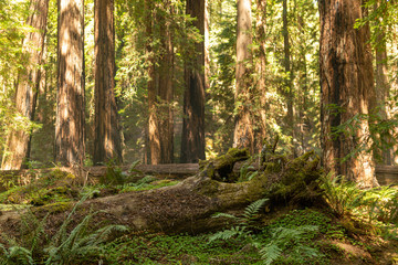 Coastal fog drifts through a dense redwood grove in Northern California © Jeremy Francis