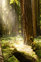 Coastal fog drifts through a dense redwood grove in Northern California