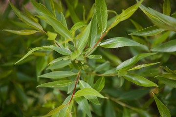 Fototapeta premium garden leaf wallpaper 