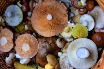 Freshly picked forest mushrooms in a wicker basket top view.