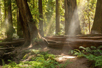 Coastal fog drifts through a dense redwood grove in Northern California