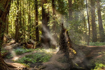Coastal fog drifts through a dense redwood grove in Northern California