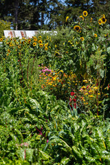 Big healthy sunflowers bloom in summer on a California farm - 286937336