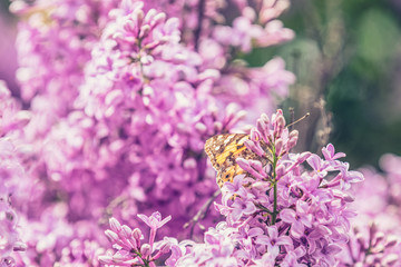 Beautiful pink violet lilac syringa flowers and fluttering butterfly on nature outdoors, close-up macro. Magic artistic image. Toned in sunny light tones.