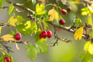 Hawthorn with red berry on the branch, warm sunny light, shallow depth of the field