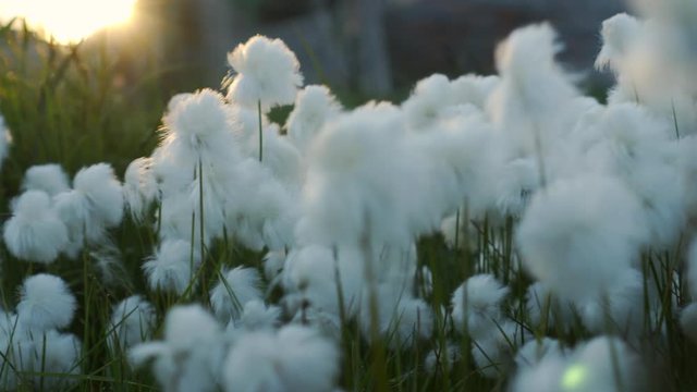 Close-Up: Arctic cotton flowers growing on field - Disko Bay, Greenland