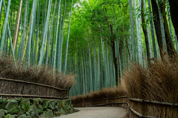 [京都府]嵐山の竹林