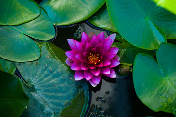  purple water lily on a natural background of green leaves