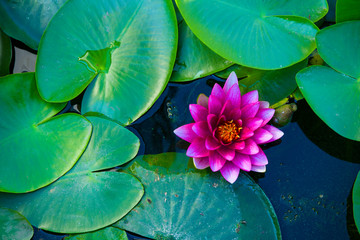  purple water lily on a natural background of green leaves