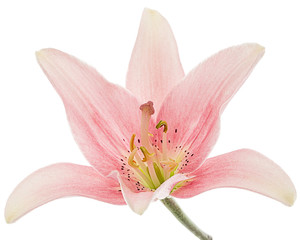 Fototapeta na wymiar Flower of light pink lily, isolated on white background