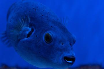 The fish is highly toxic, but despite this or perhaps because of it, it is considered a delicacy in...