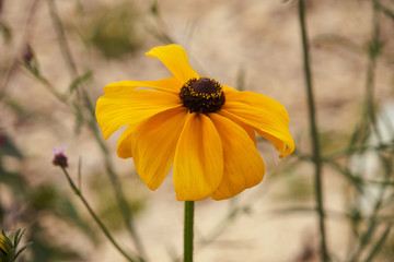 Fleur variété rudbeckie .