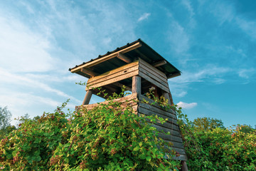 Jagd Hochsitz im Himbeerstrauch bei blauem Himmel. Standort: Deutschland, Nordrhein-Westfalen, Borken