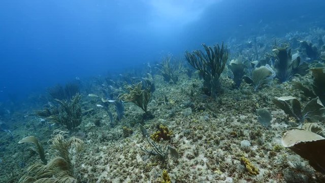 Seascape of coral reef in the Caribbean Sea around Curacao with gorgonian coral