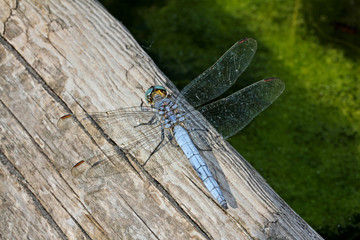 libellula azzurra (Orthetrum brunneum, maschio)