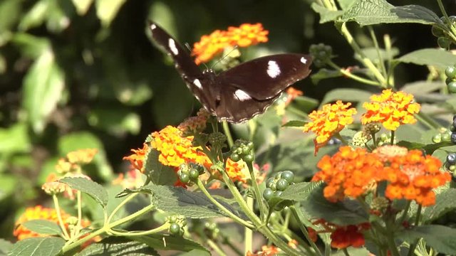 Beautiful black and white butterfly from the longwing (helicona) family sitting on a flower, then flying away.