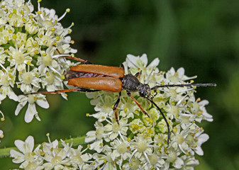 cerambice floricolo (Stictoleptura rubra, maschio)