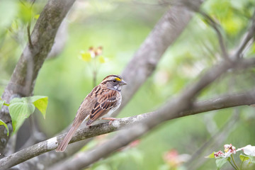 Bird in Spring