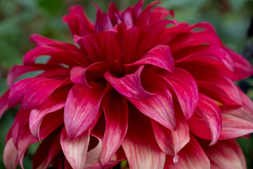 Bluetenblaetter der Dahlie (Dahlia)