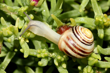 chiocciola striata (Cepaea hortensis)