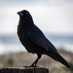 Crow Standing Upright With Light, Coastal Background