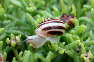 chiocciola striata (Cepaea hortensis)