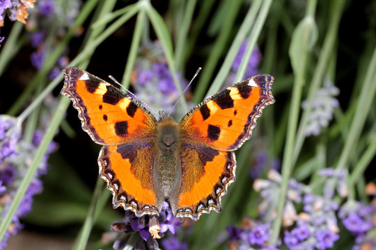 vanessa dell'ortica (Aglais urticae)