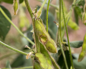 Soybean plant at R6 growth stage with seed pod damage from insect chewing pod and eating bean seed