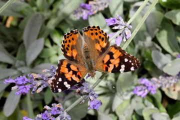 vanessa del cardo (Vanessa cardui)