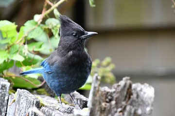 A view of steller jay searching the food. Vancouver BC Canada