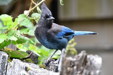 A view of steller jay searching the food. Vancouver BC Canada