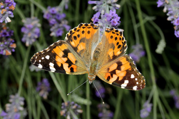 Obraz premium vanessa del cardo (Vanessa cardui)