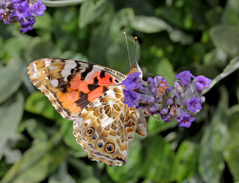 vanessa del cardo (Vanessa cardui)