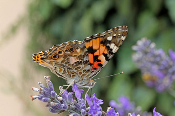 vanessa del cardo (Vanessa cardui)
