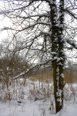 trees in winter