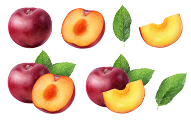 Plum set watercolor illustration isolated on white background