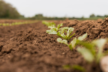 Versuchsfeld mit Zuckerrüben