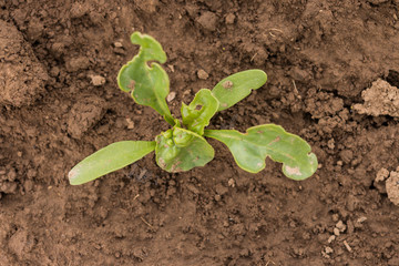 Zuckerrübe im 4 Blatt Stadium
