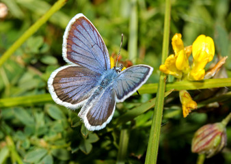farfallina azzurra (Plebeius argus maschio)