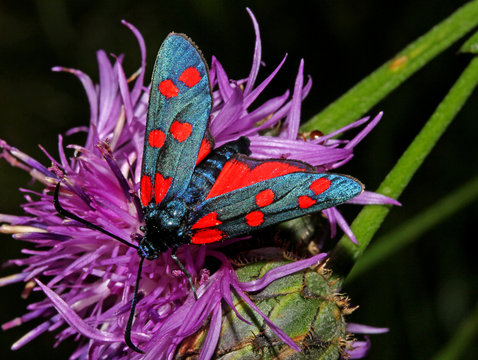 zigena della filipendula (Zygaena filipendulae)