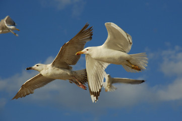 Gulls